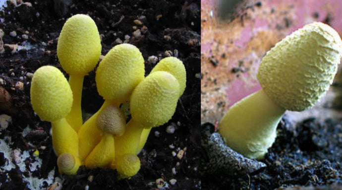 Champignon de plantes intérieures - Lépiote jaune