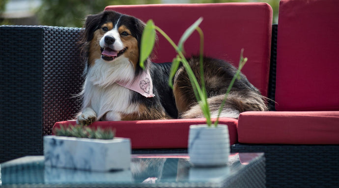 Non-toxic plants for your pets!