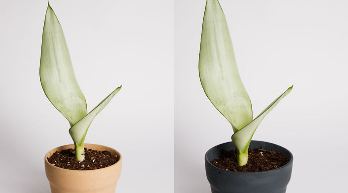 Mother-in-Law's Tongue: An Amazing, Low-Maintenance Air Purifying Houseplant