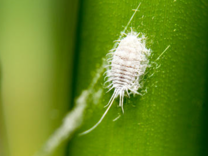 Scale insects: fight and organic treatment