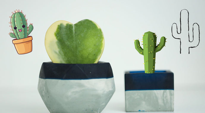 Everything you need to know about caring for cacti