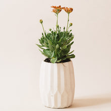 Load image into Gallery viewer, Opal | concrete pot
