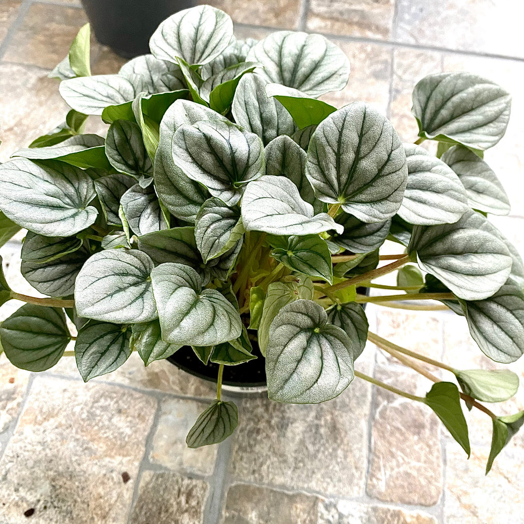 Peperomia frost