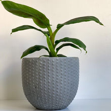 Load image into Gallery viewer, Pearl | concrete pot
